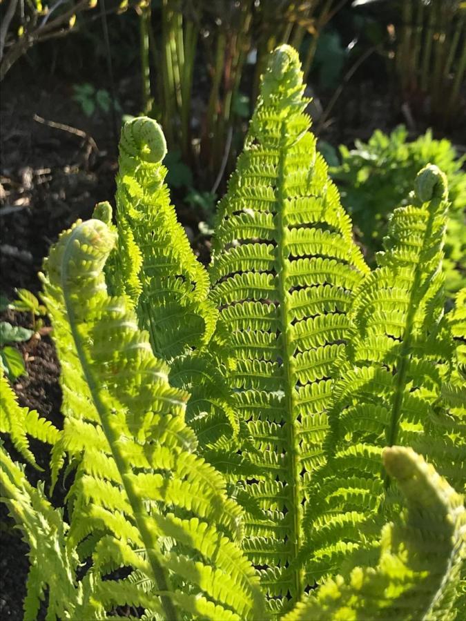 Blomstertantens Hus Trelleborg Εξωτερικό φωτογραφία