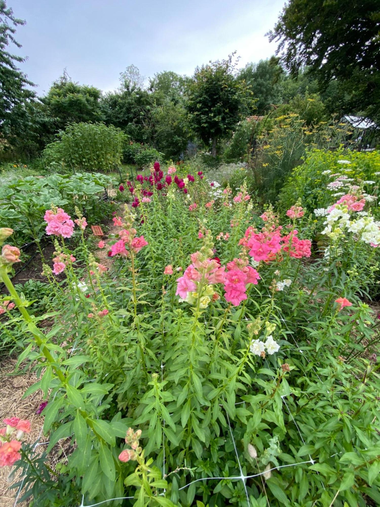 Blomstertantens Hus Trelleborg Εξωτερικό φωτογραφία