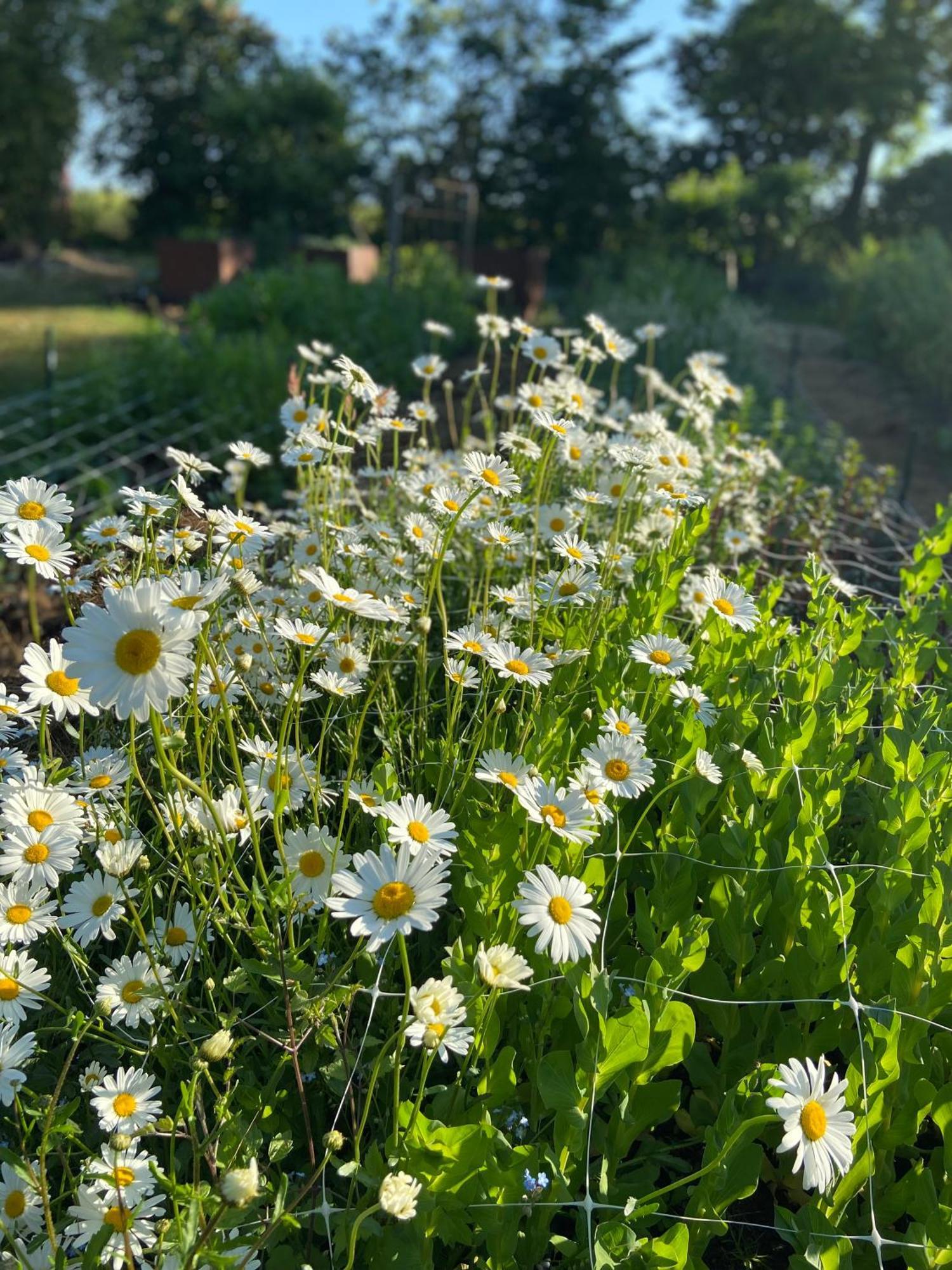 Blomstertantens Hus Trelleborg Εξωτερικό φωτογραφία